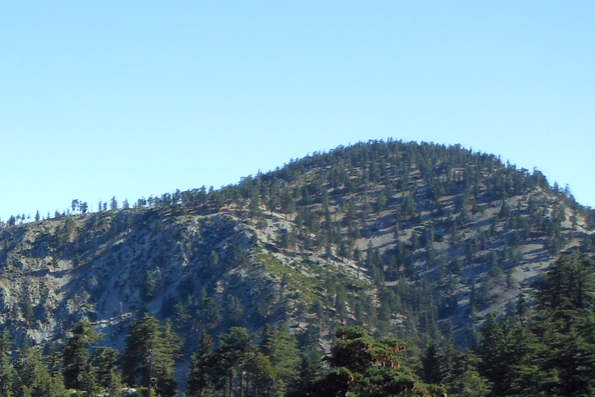 Timber2.jpg