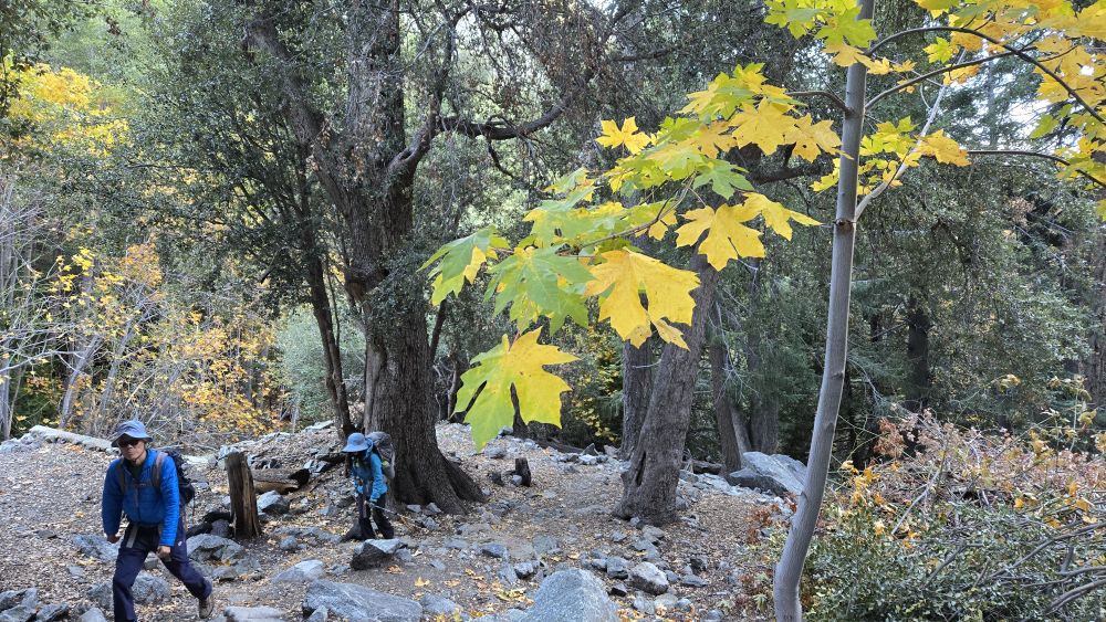 temp_1760919739119.1296865233.jpeg