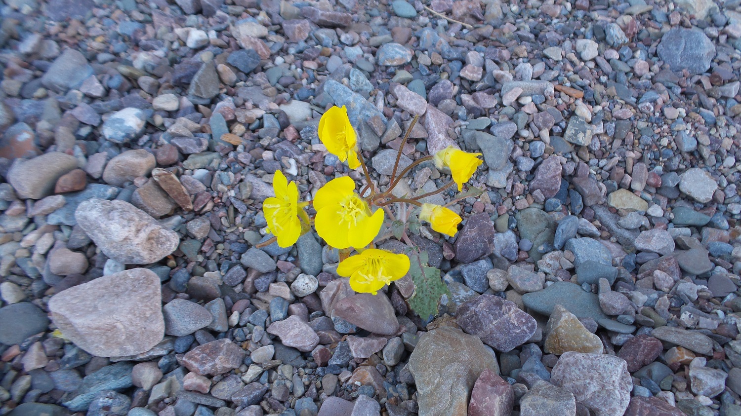 20170325_175126.jpg
