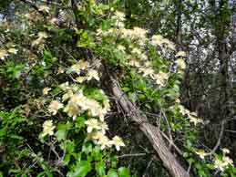 07-Flower.jpg