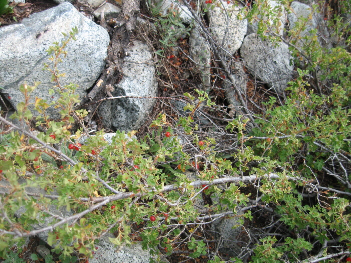 JMT South 300.jpg