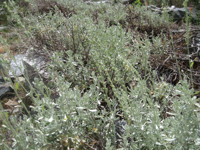 JMT South 299.jpg