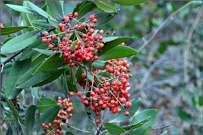 DSC_6960.jpg