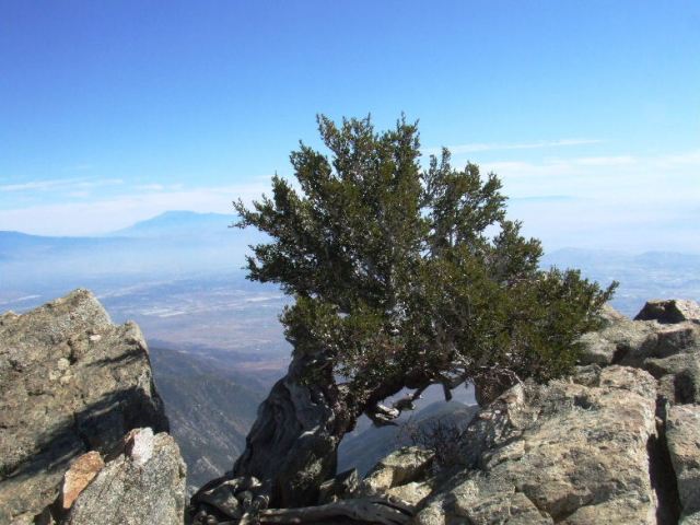 cucamonga1.jpg