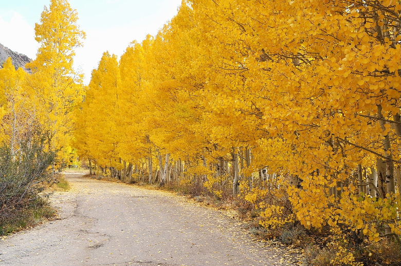 bishop102011 174.JPG