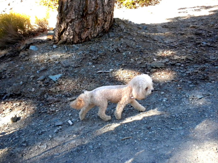 mt. Baldy 006.JPG