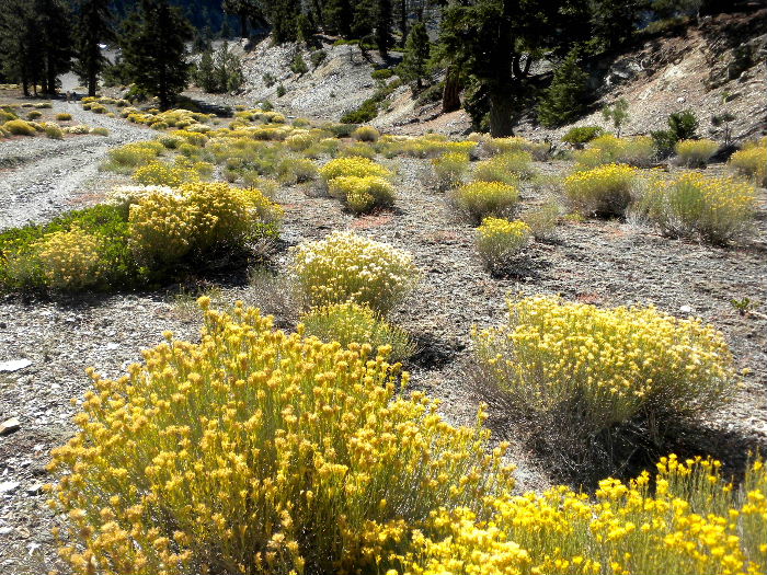 mt. Baldy 011.JPG
