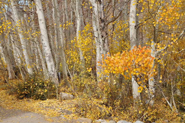 bishop102011 169.JPG