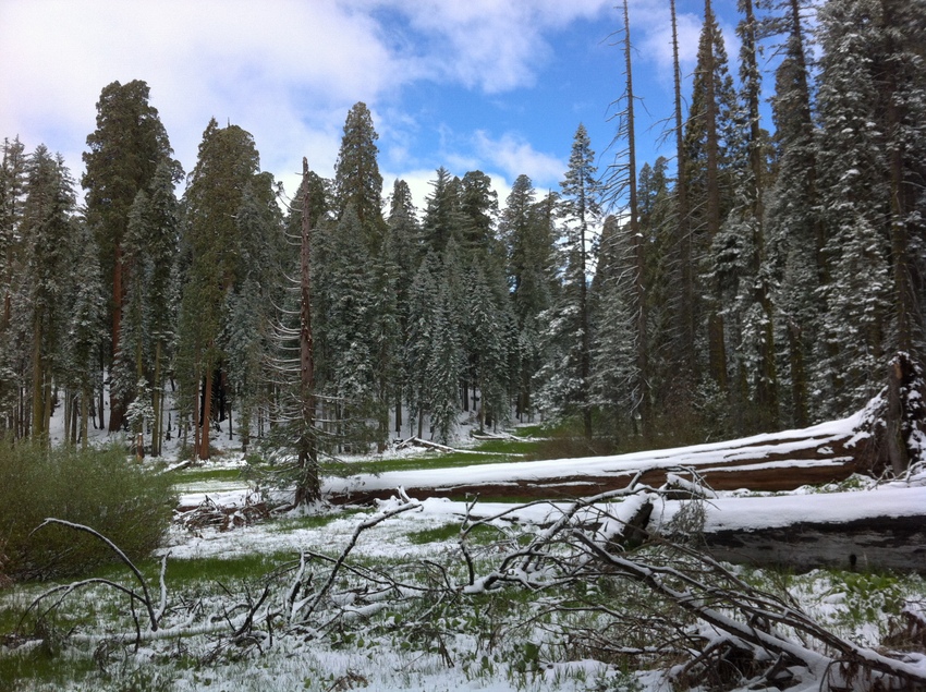 Sequoia NP 120.jpg