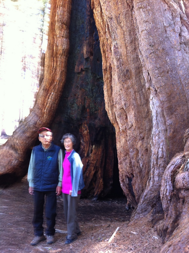 Sequoia NP 172.jpg