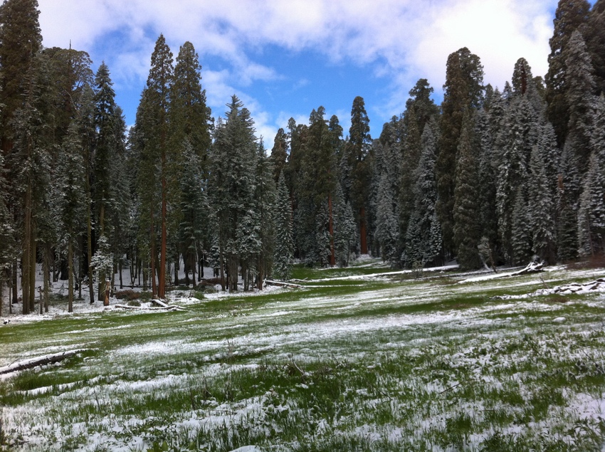 Sequoia NP 126.jpg