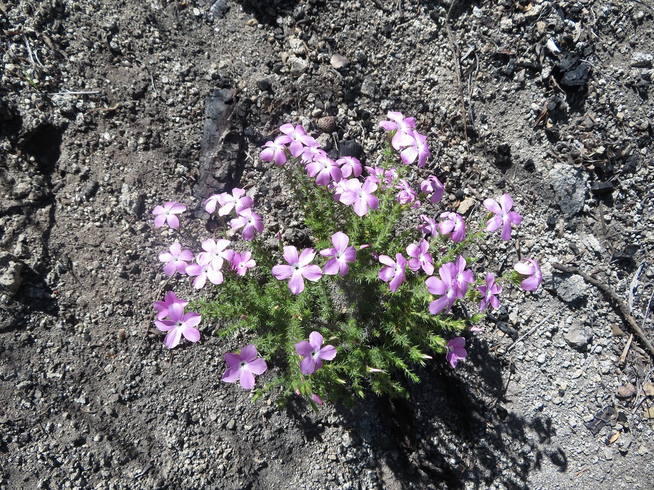 nf1 (3).JPG