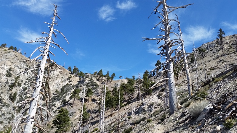 20150329_101700 (800x450).jpg