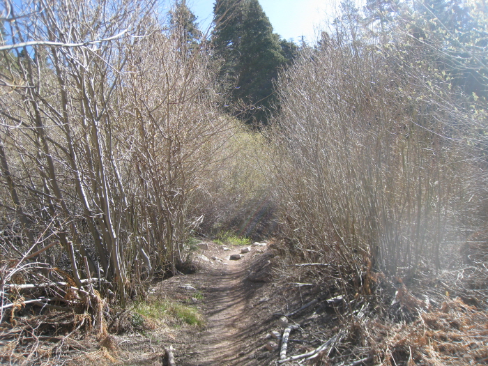 San Gorgonio peak 019.jpg