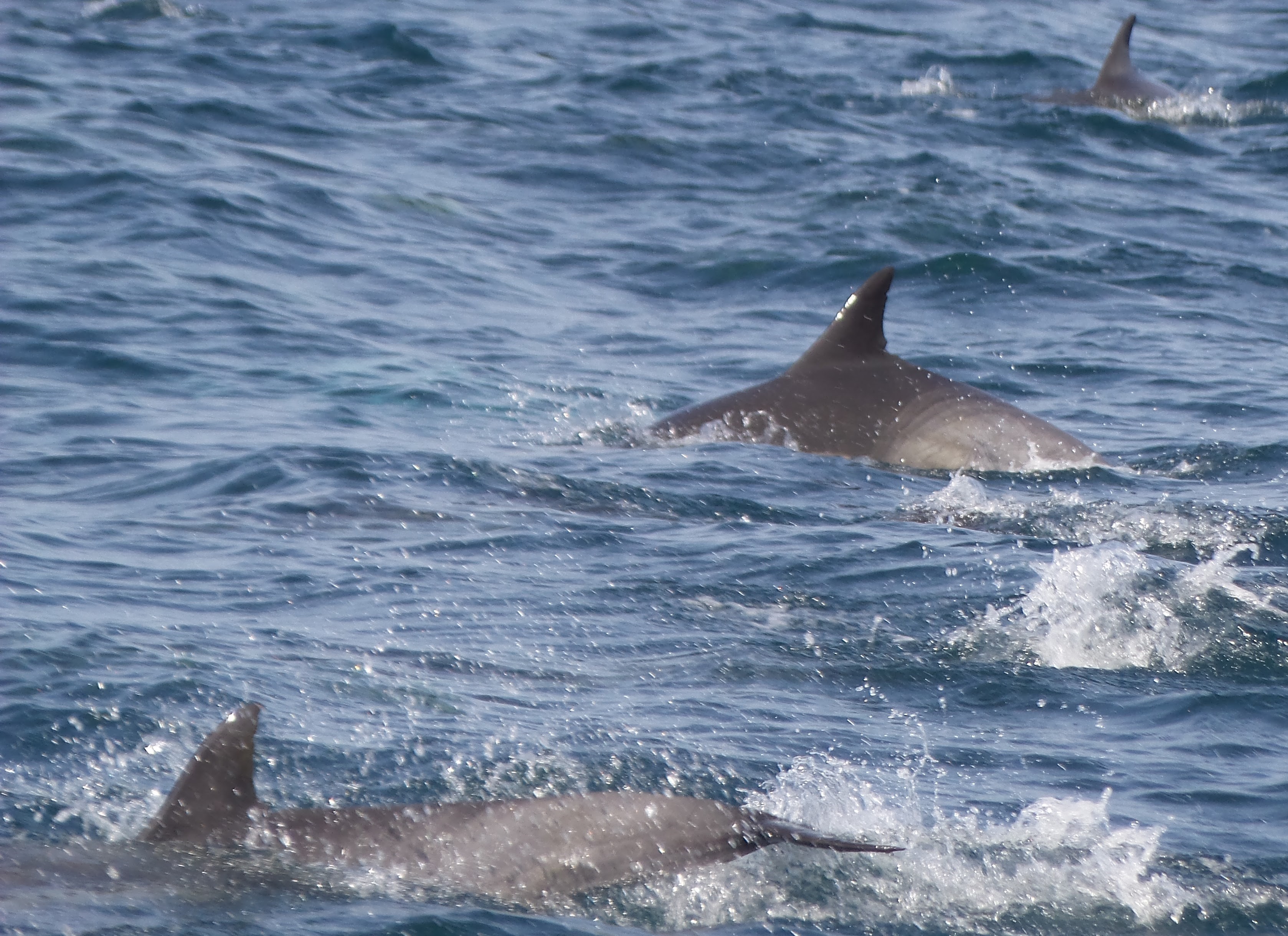 39dolphin.jpg
