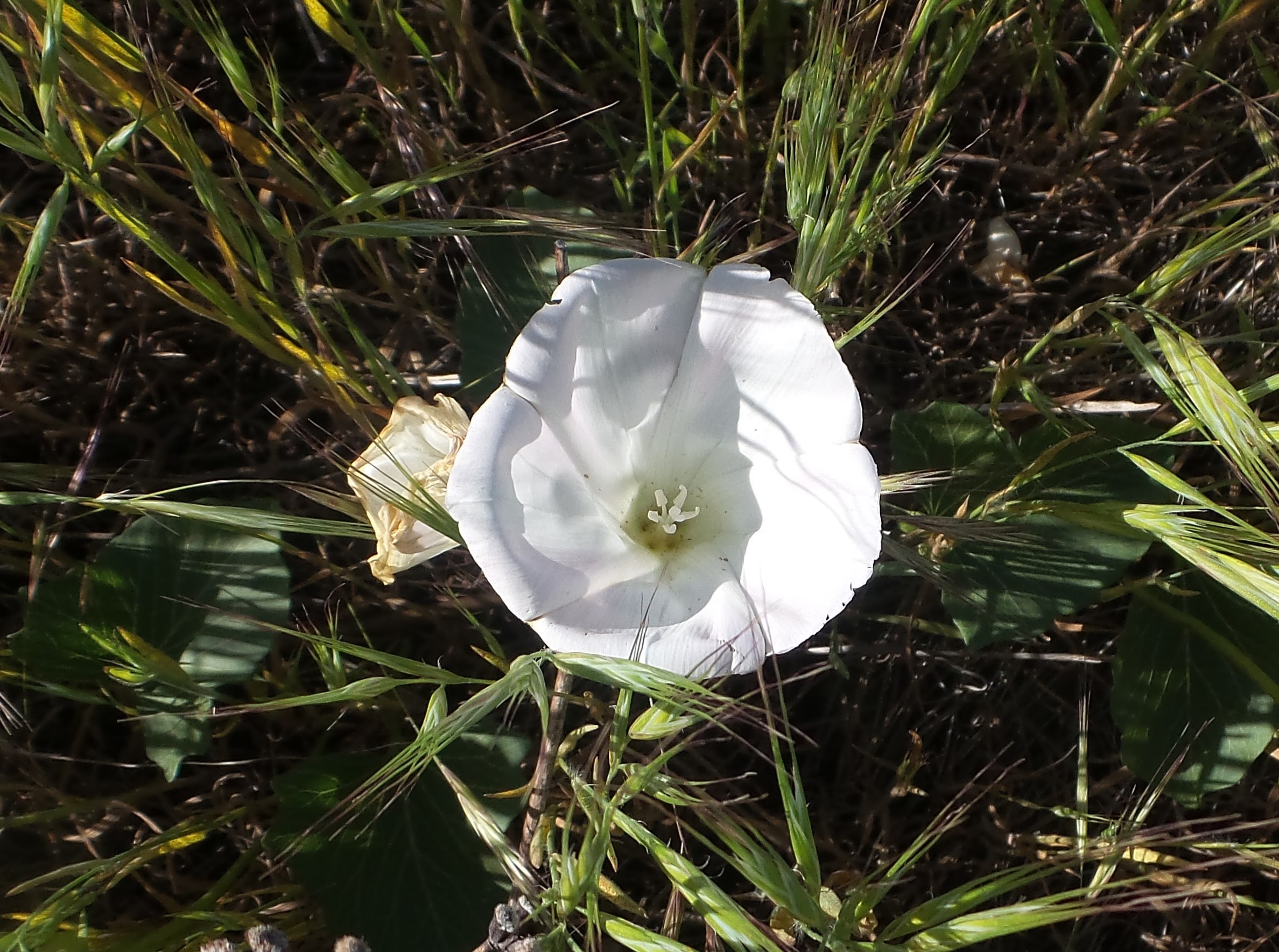 28flower.jpg