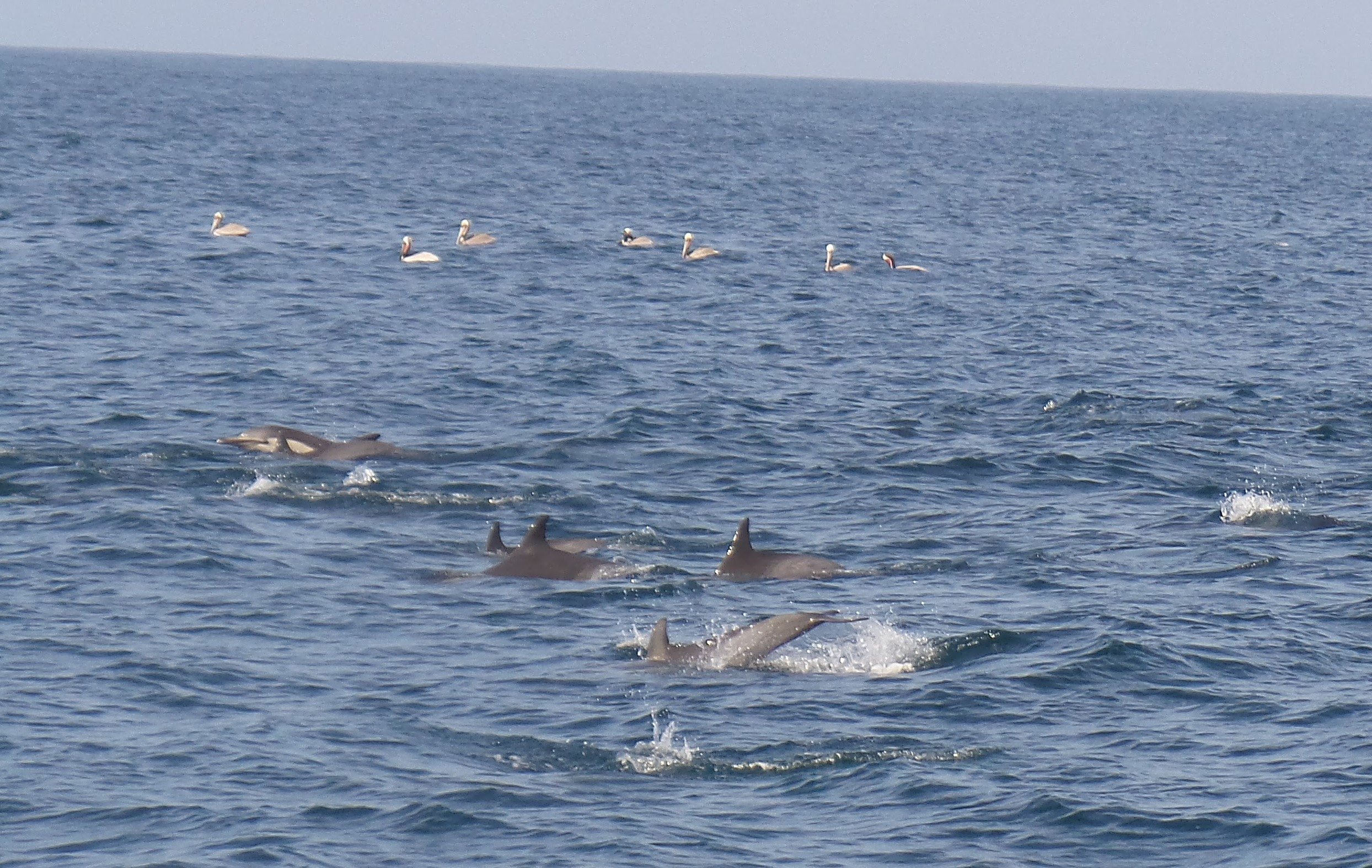 40dolphin.jpg