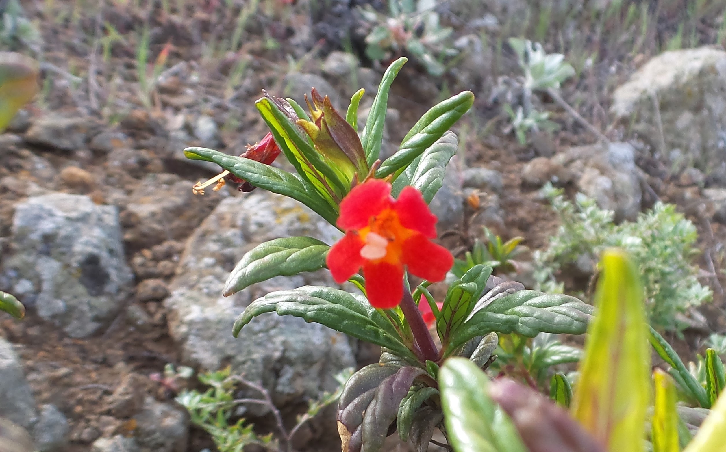 35flower.jpg
