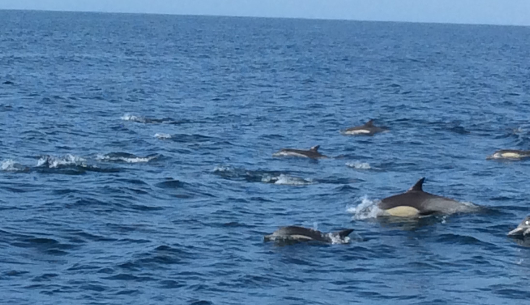 37dolphin.JPG