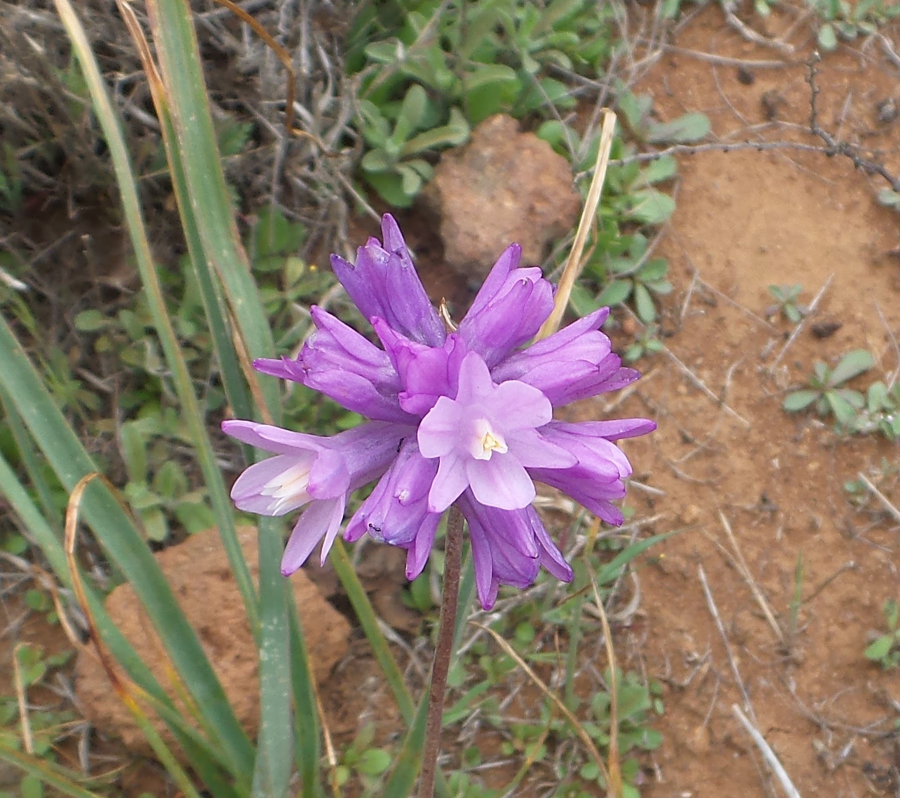 33flower.jpg