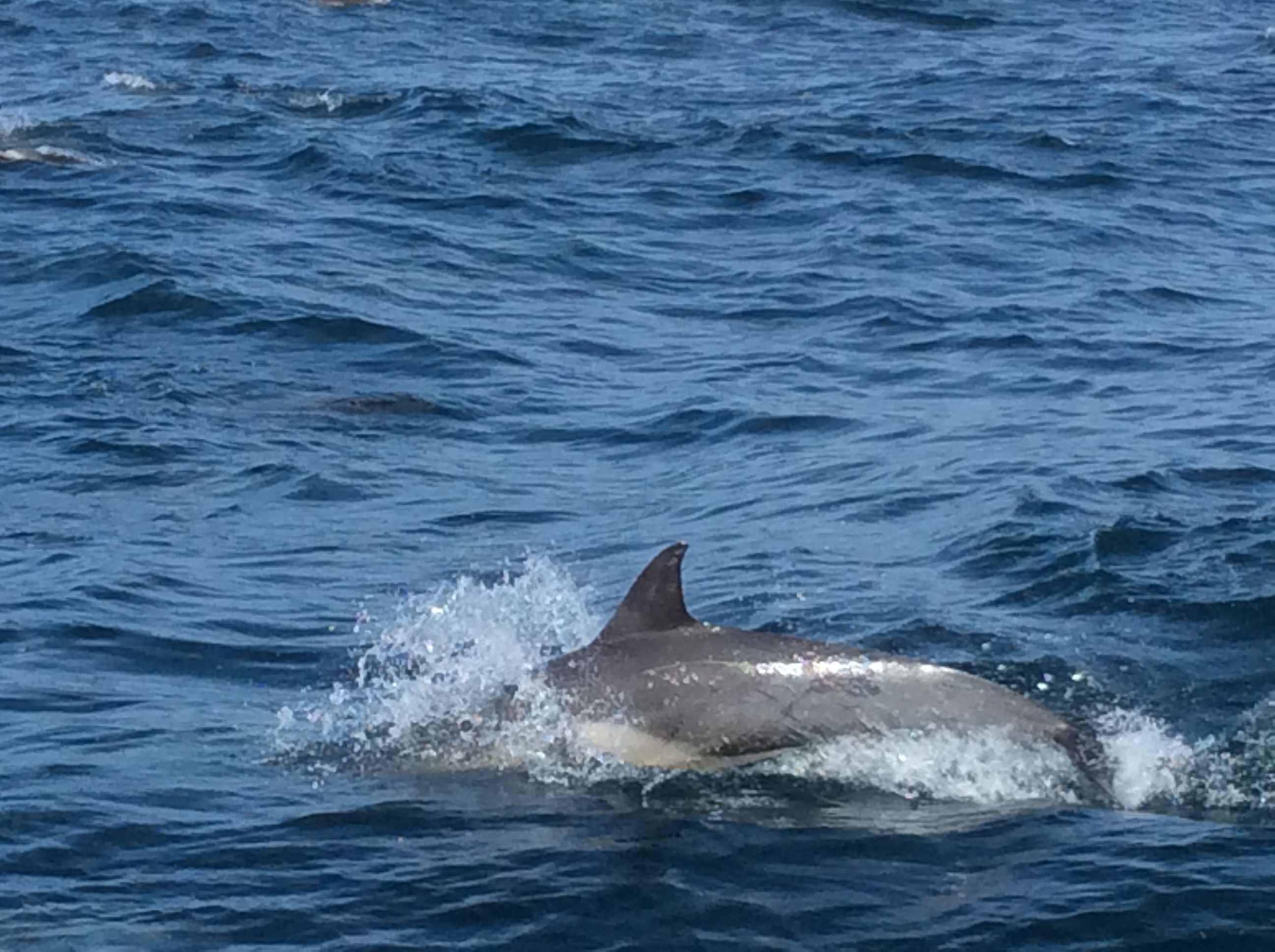 38dolphin.JPG