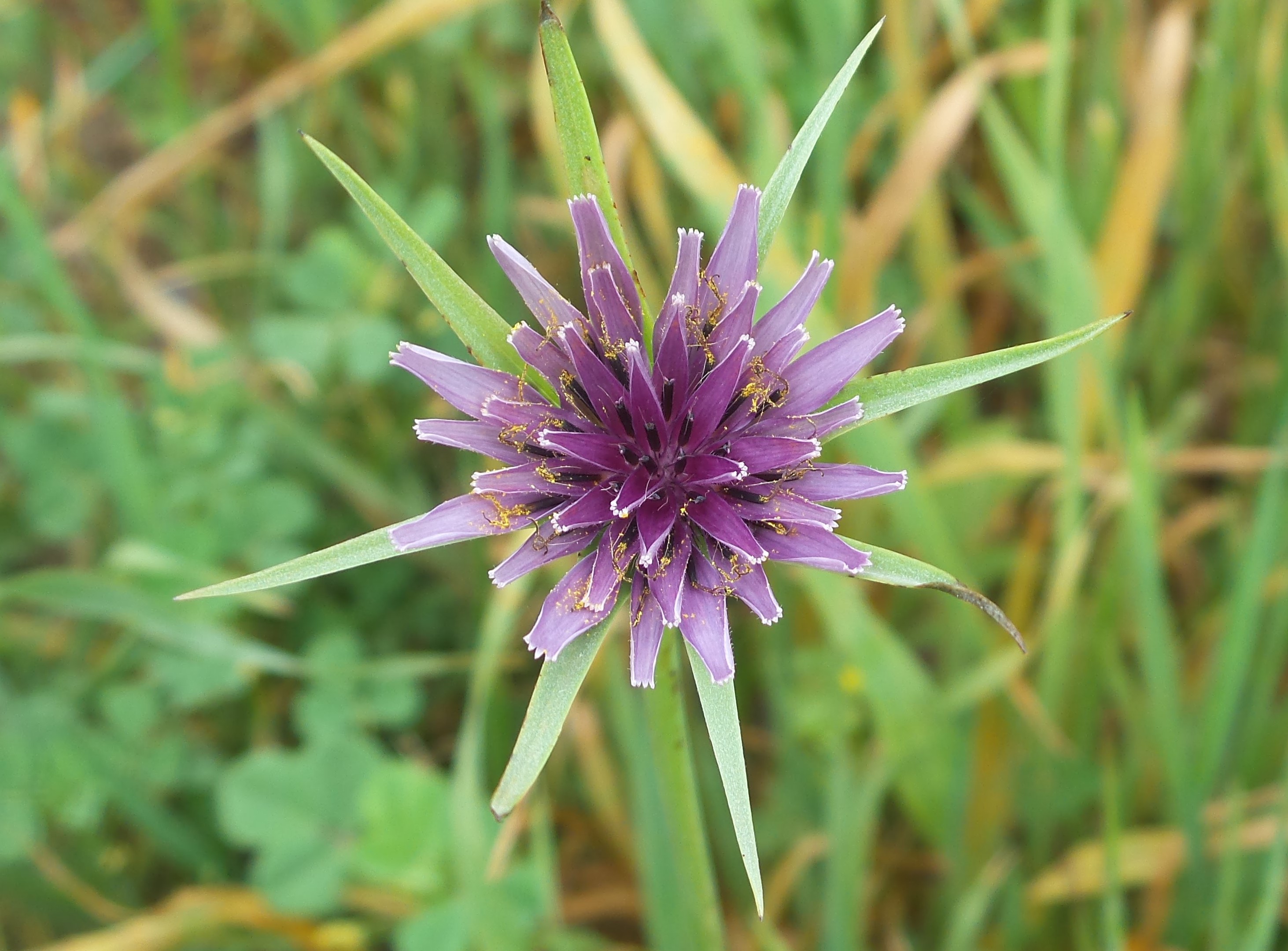 31flower.jpg