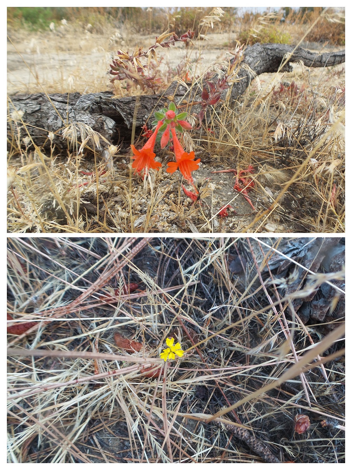 20161030_112549-COLLAGE.jpg