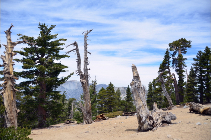 cucamonga peak 060.jpg