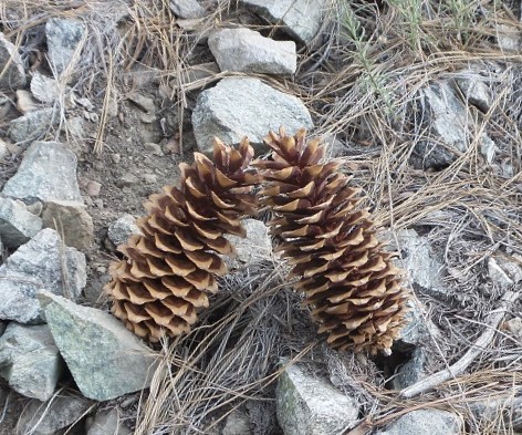Nature1.jpg