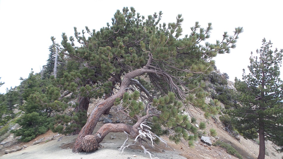 Nature4.jpg