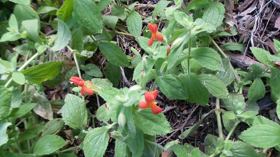 Flower1.jpg