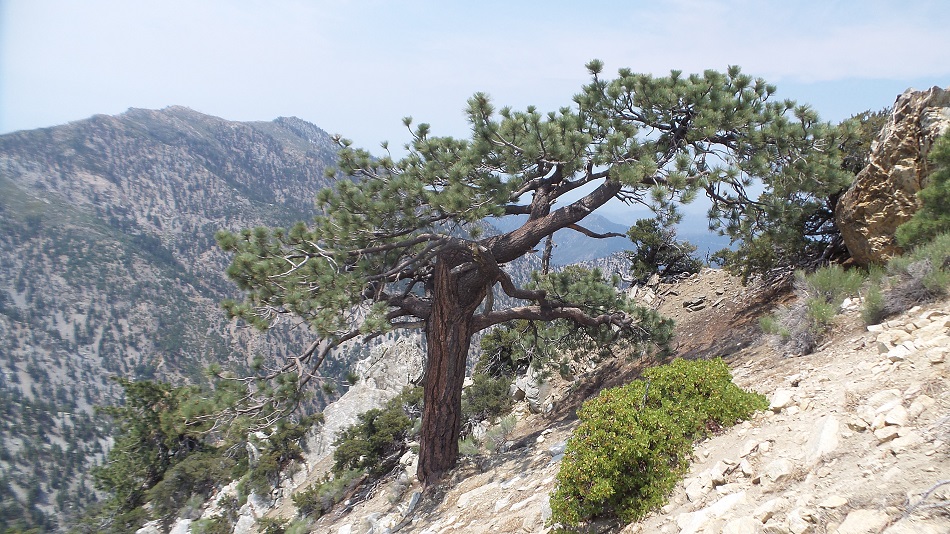 Nature3.jpg