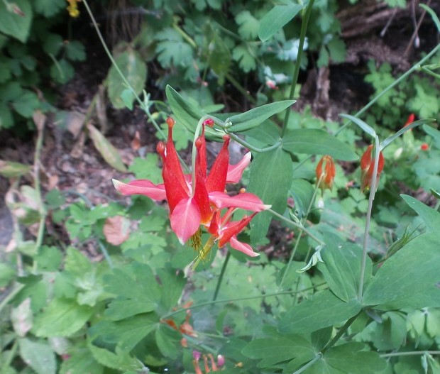 Flowers3.jpg