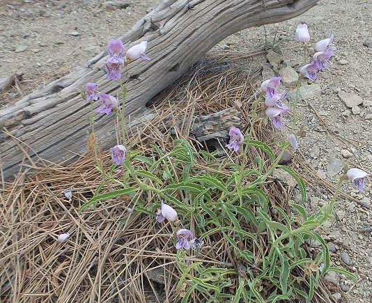 Flowers4.jpg