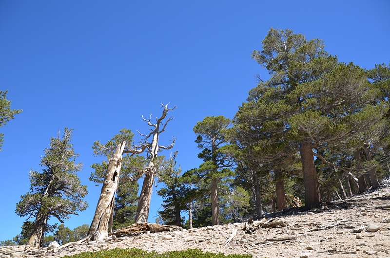 DSC_0117.JPG