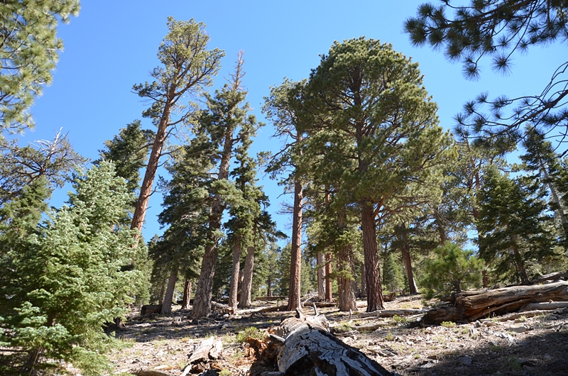 DSC_0039.JPG
