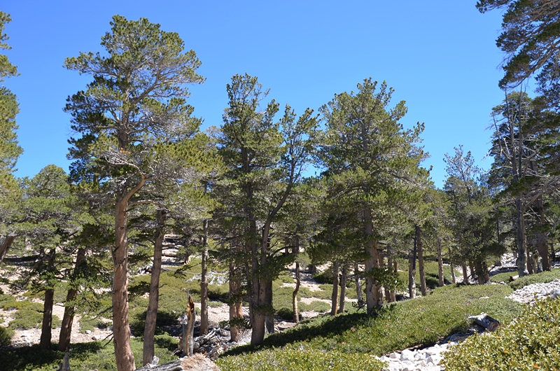 DSC_0099.JPG