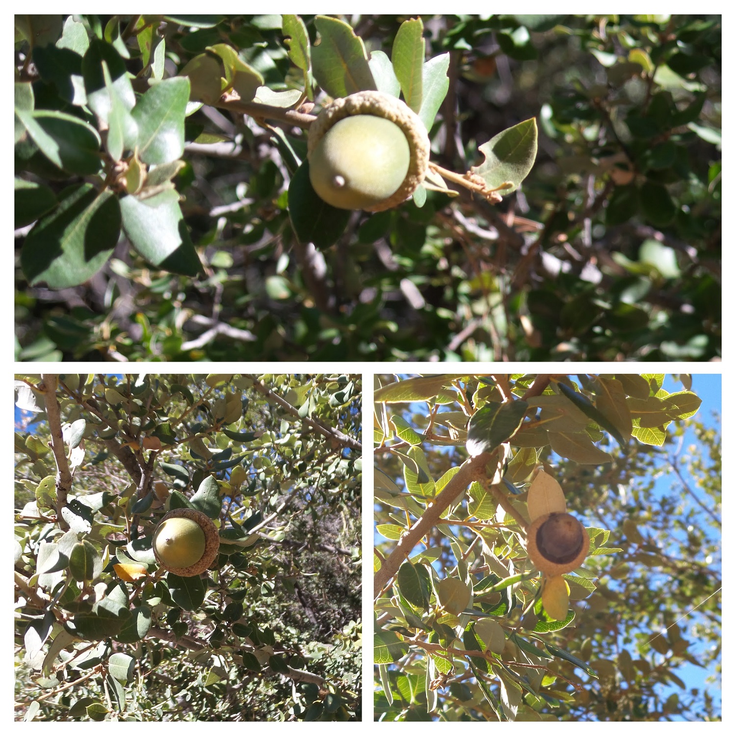 20161113_092136-COLLAGE.jpg