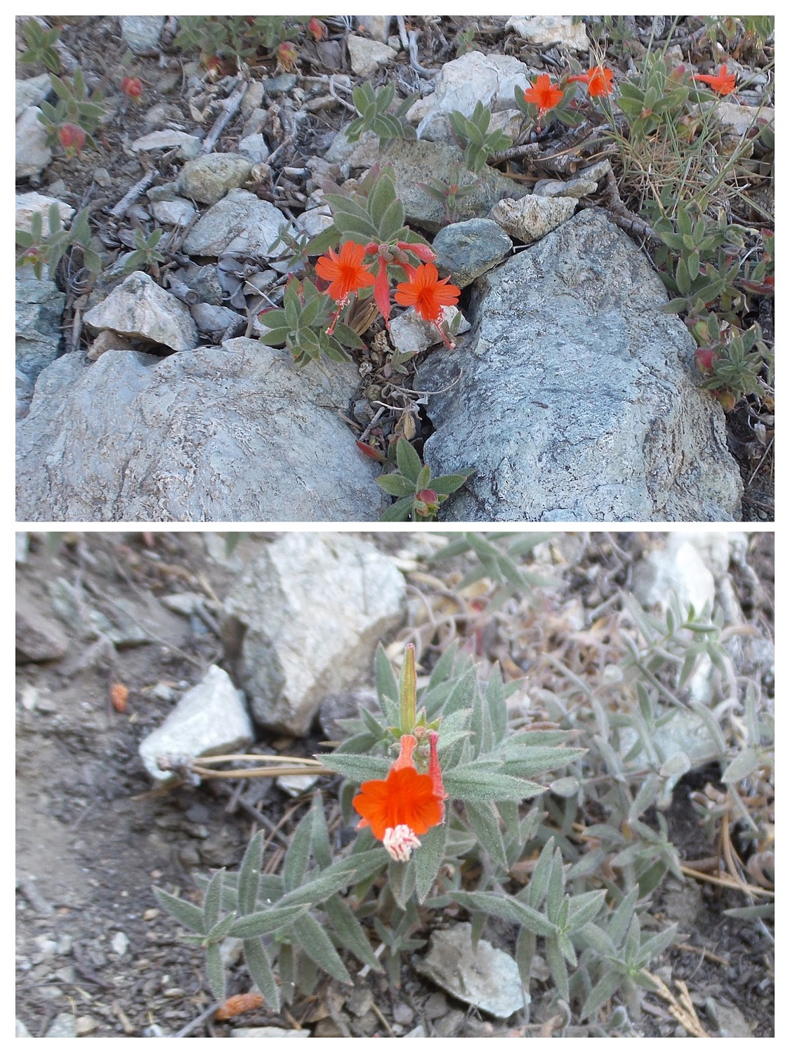 20160829_085814-COLLAGE.jpg