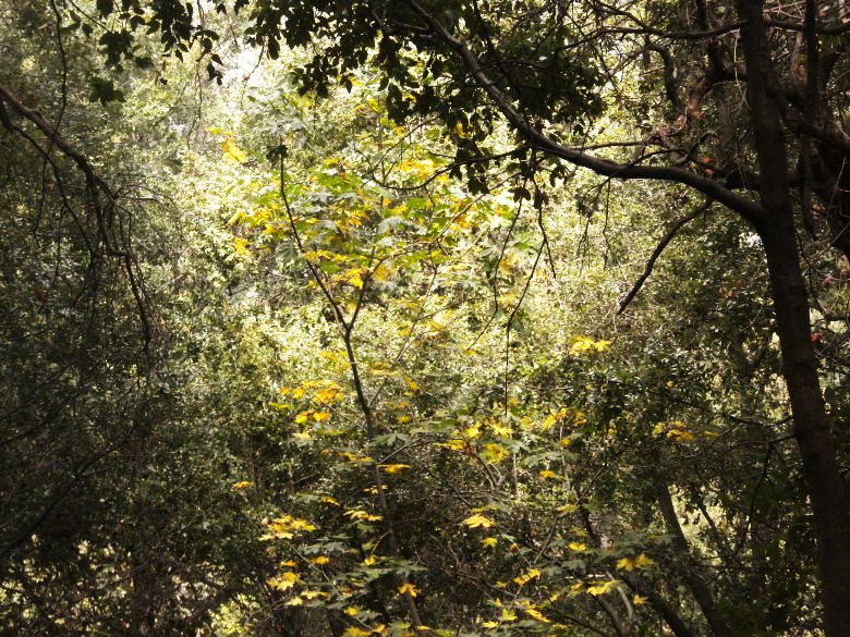 mtwilson9912 050.JPG