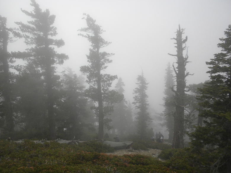 timber5513 078.JPG