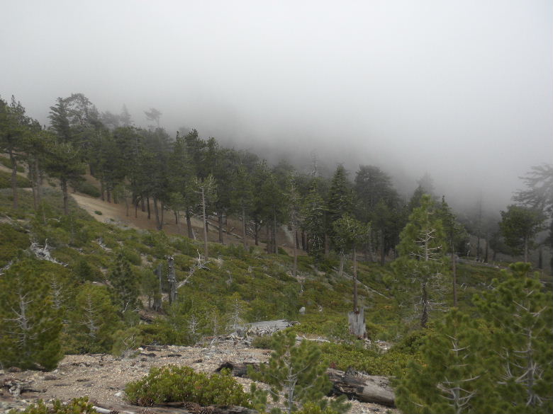 timber5513 088.JPG