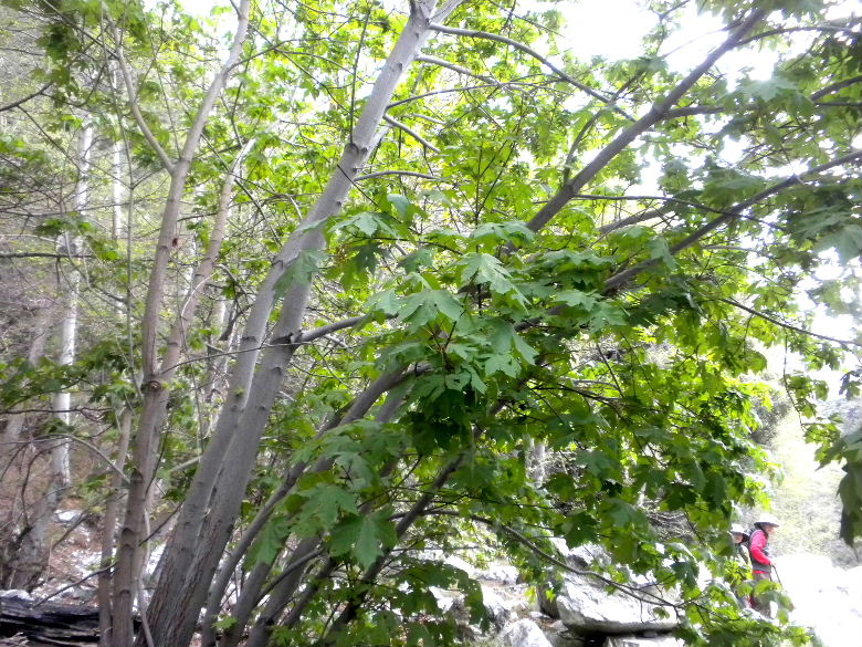 timber5513 092.JPG
