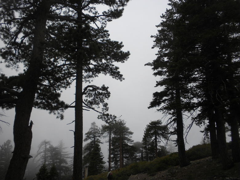 timber5513 090.JPG