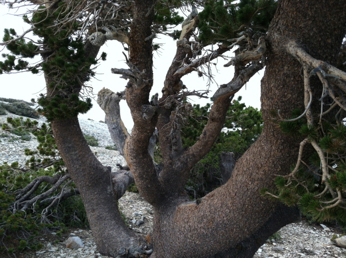 Baldy 004.jpg