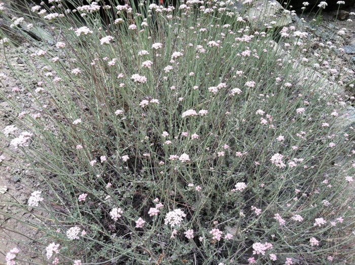 Baldy 007.jpg