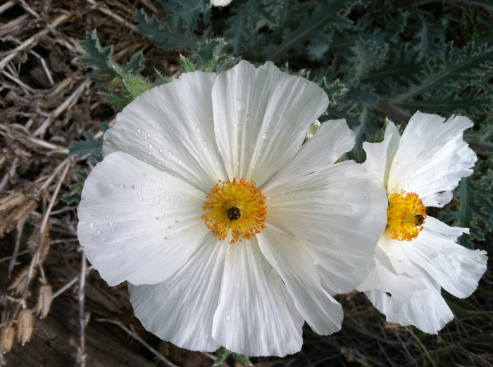 Baldy 006.jpg