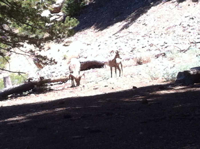 Bighorn 001.jpg
