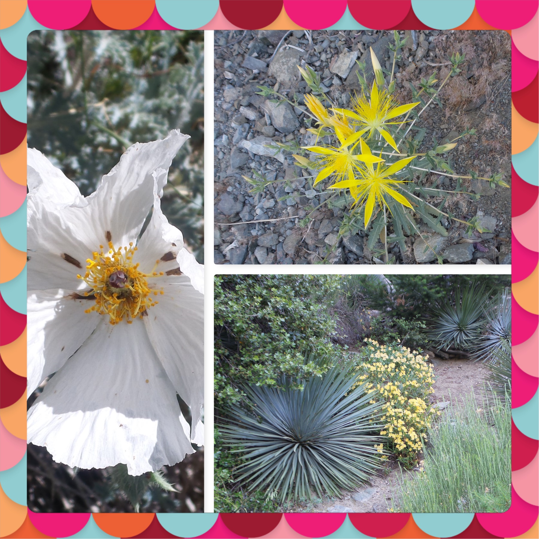 New Phototastic Collage.jpg