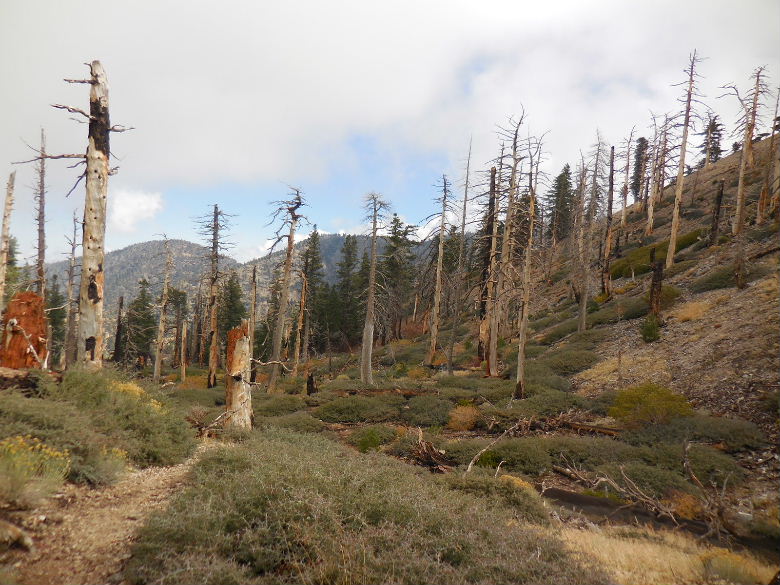 Mt.throop1015 035.JPG